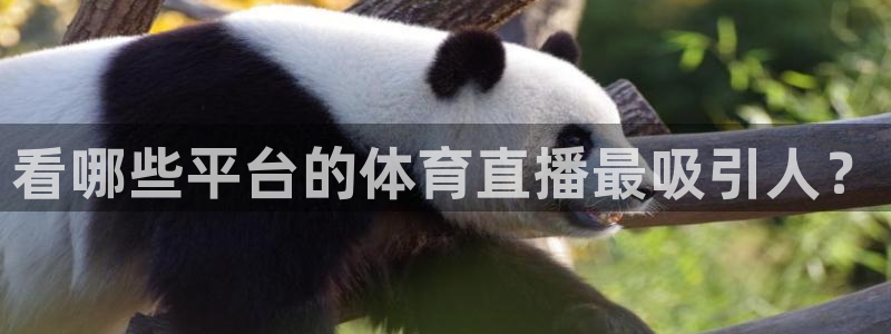看哪些平台的体育直播最吸引人？