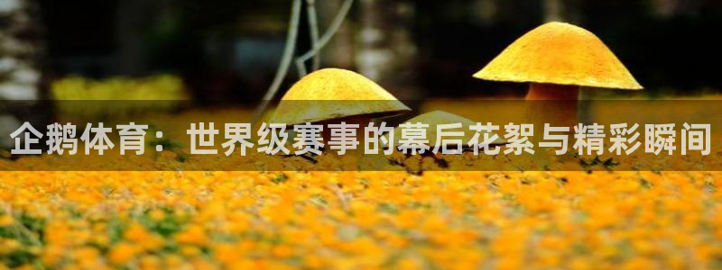 企鹅体育：世界级赛事的幕后花絮与精彩瞬间